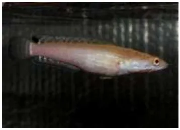 Gambar 11. Ikan Channa melasoma