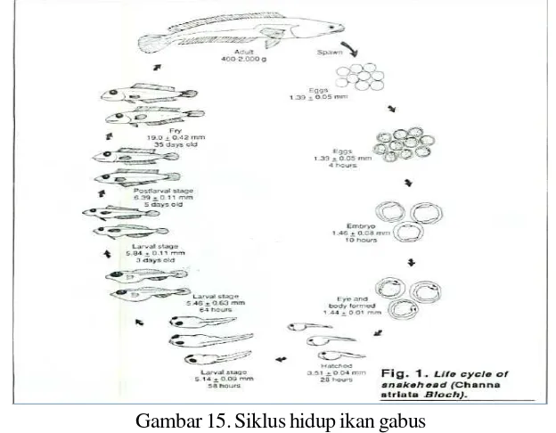 Gambar 15. Siklus hidup ikan gabus