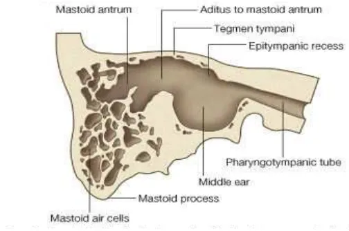 Gambar 2.3. Anatomi Telinga Tengah4 