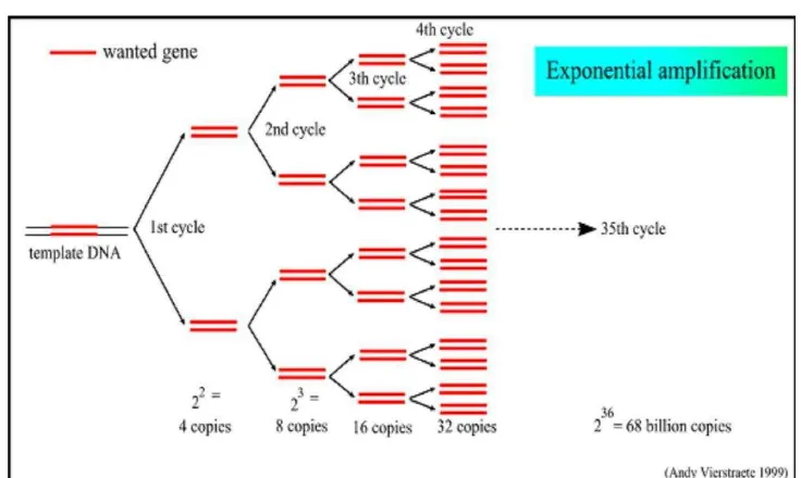 Gambar 2.3. Struktur DNA (Prentis Steve, 1990) dalam buku Kusuma. (2010 ) 