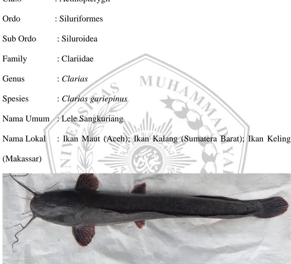 Gambar 1. Ikan Lele Sangkuriang  (Clarias sp.). (Sumber: Dokumen  pribadi) 