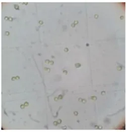 Gambar 1. Mikroalga Chlorella vulgaris di bawah mikroskop dengan perbesaran 40x 