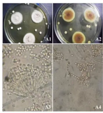 Gambar  3.  A.  sclerotium  –  ISM  6  A.1).  Koloni  pada  MEA;  A.2).  Reverse  colony  pada  MEA;  A.3)