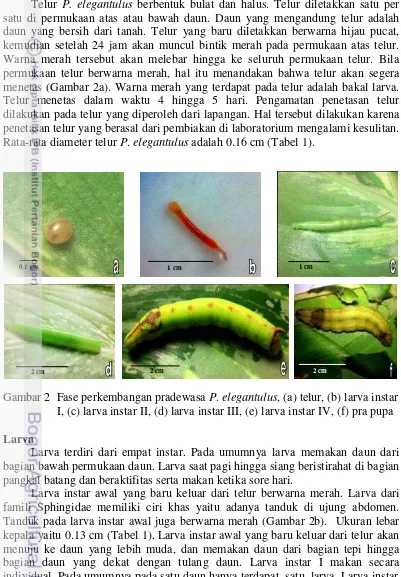 Gambar 2  Fase perkembangan pradewasa P. elegantulus, (a) telur, (b) larva instar 