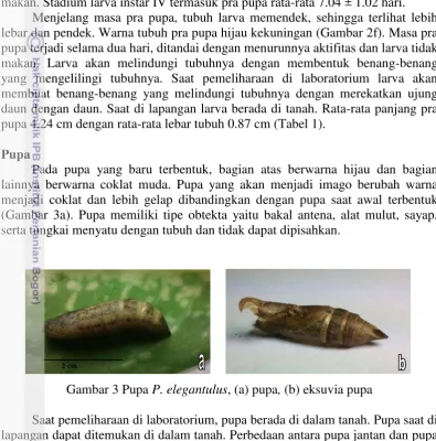 Gambar 3 Pupa P. elegantulus, (a) pupa, (b) eksuvia pupa 