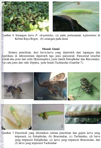 Gambar 7 Parasitoid yang ditemukan selama penelitian dan gejala larva yang terparasit, (a) Eulophidae, (b) Braconidae, (c) Tachinidae, (d) larva yang terparasit Eulophidae, (e) larva yang terparasit Braconidae, dan (f) larva yang terparasit Tachinidae 