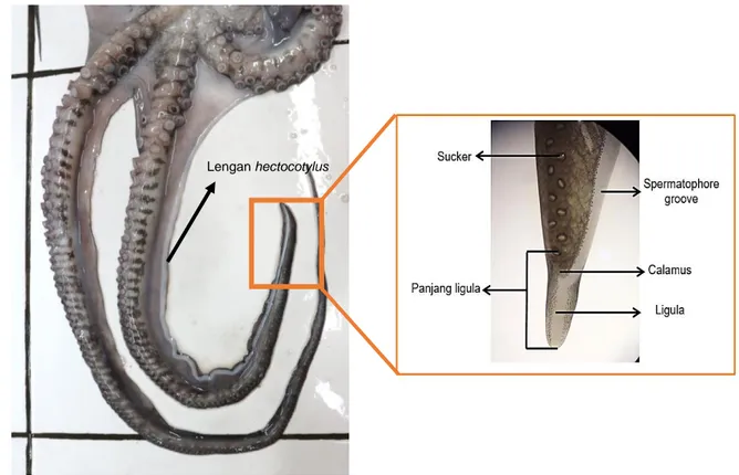 Gambar 2. Gurita jantan lengan hectocotylus 