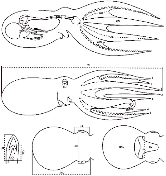 Gambar 3. Skema pengukuran morfometrik pada gurita (Gracia, 2010) 