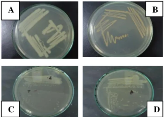 Gambar   1. Isolat Bakteri dari Limbah Penambangan Emas 