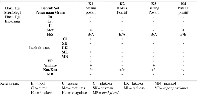 Tabel 2. Hasil Isolasi, Uji Morfologi dan Uji Biokimia Bakteri 