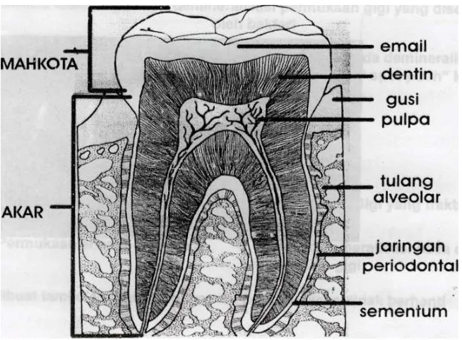 Gambar 2 – Bagian-bagian Gigi 