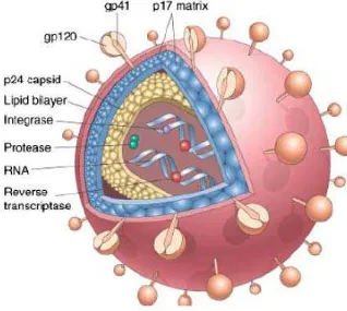 Gambar 2.1. Ilustrasi Skematik Untuk Struktur HIV-1  