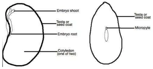 Gambar 1. Struktur kacang merah (Phaseolus vulgaris) internal (kiri) dan 