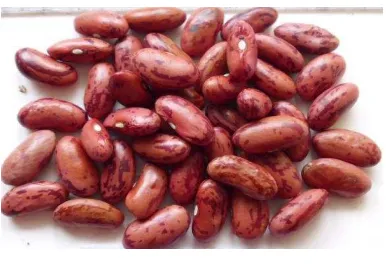 Gambar 2. Kacang merah 