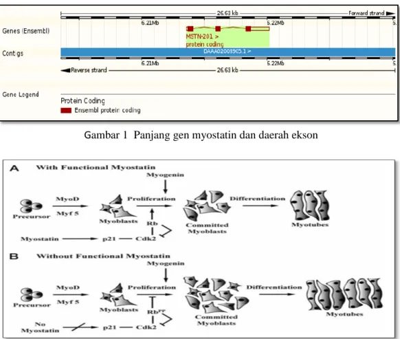 Gambar 1  Panjang gen myostatin dan daerah ekson 