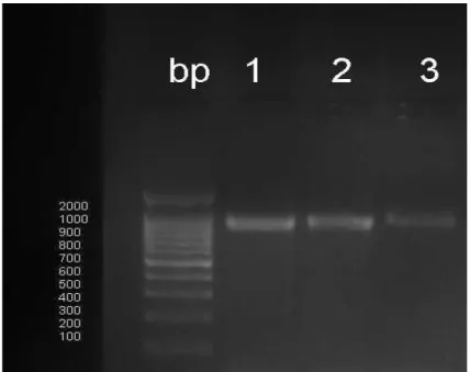 Gambar 3. Hasil amplifikasi DNA ikan Baronang  Ket: 1, 2, dan 3 adalah kelompok ikan baronang 