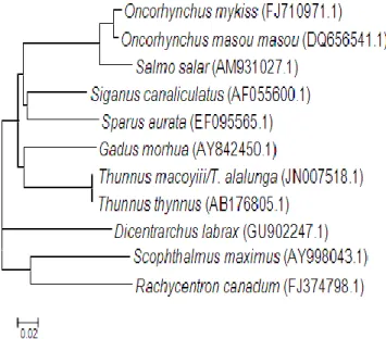 Gambar 4. Filogenetik 11 spesies ikan laut ekonomis penting berdasarkan sekuens DNA                     gen 12S rRNA yang diakses dari GenBank (Mahrus et al., 2012) 
