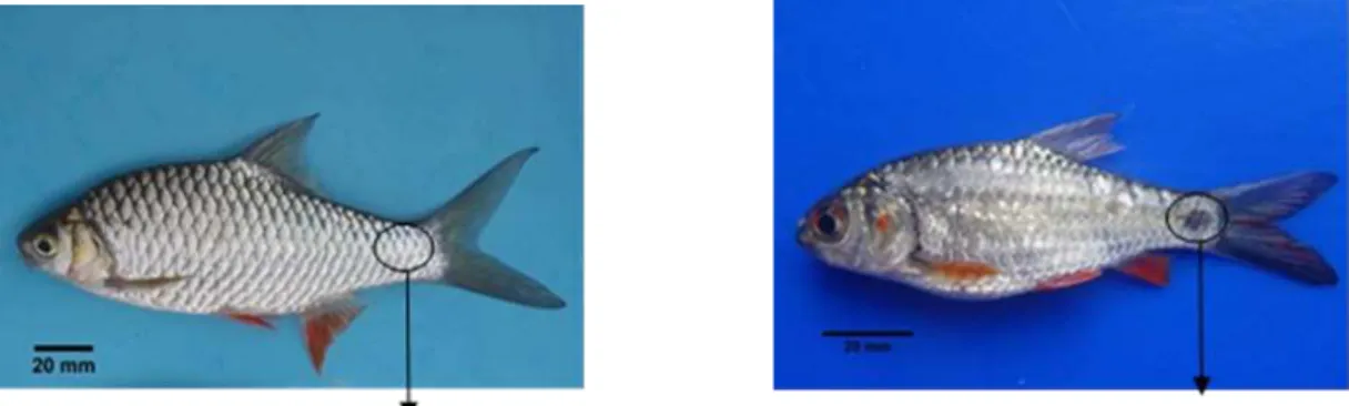 Gambar 7. Perbedaan morfologi  antara B. balleroides (kiri tanpa blotch) dan P. orphoides (kanan/ dengan 