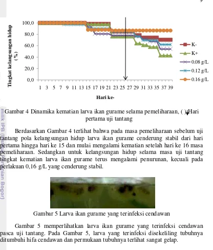 Gambar 4 Dinamika kematian larva ikan gurame selama pemeliharaan, ( ) Hari 
