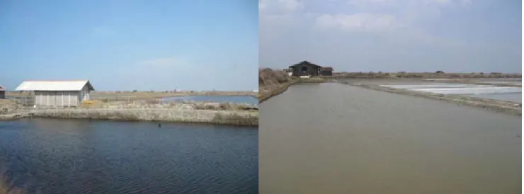 Gambar 1. Tambak pembesaran bandeng di Kecamatan Juwana Kabupaten Pati (kiri), dan kolam pengelondongan benih bandeng (kanan)