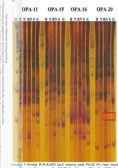 Gambar 5 Produk PCR-RAPD hasil  running pada PAGE 8% lima strain 