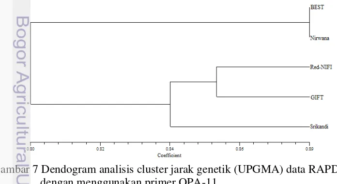 Gambar 7 Dendogram analisis cluster jarak genetik (UPGMA) data RAPD 