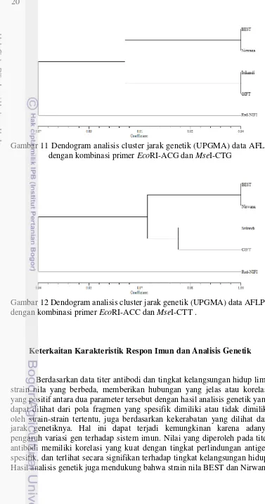Gambar 12 Dendogram analisis cluster jarak genetik (UPGMA) data AFLP 