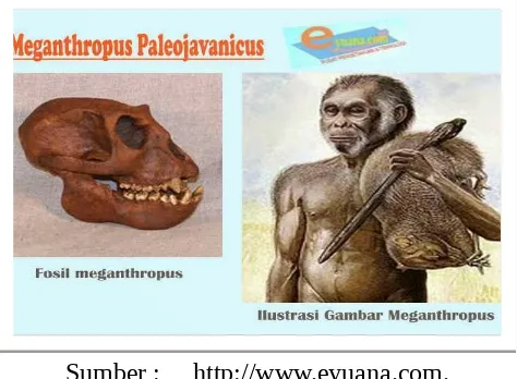 Gambar. 2 Pithecanthropus ( manusia kera)