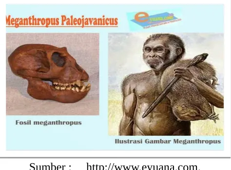 Gambar. 2 Pithecanthropus ( manusia kera)