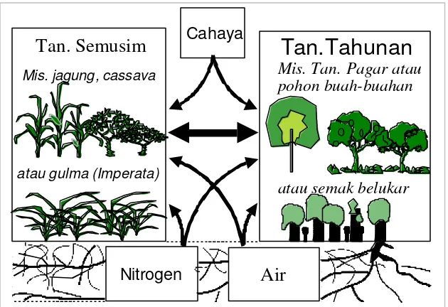Gambar 3. Diagram model WaNuLCAS yang tersusun atas 3 komponen yang mempengaruhi pertumbuhantanaman yaitu air, hara dan cahaya dalam sistem agroforestri.