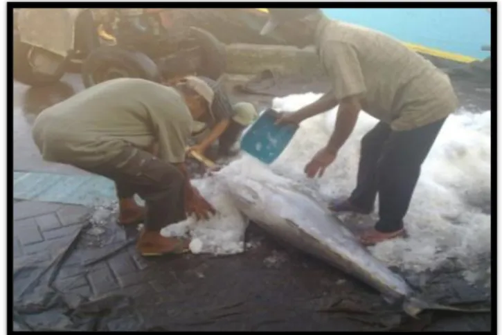 Gambar  9 Pengisian  es  pada  rongga  kepala  dan  perut  ikan  tuna  di  PPN  Palabuhanratu tahun 2010
