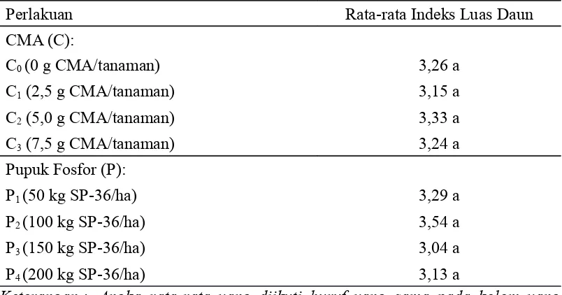 Tabel  5.  Pengaruh  Cendawan  Mikoriza  Arbuskula  (CMA)  dan  Pupuk  FosforTerhadap Indeks Luas Daun