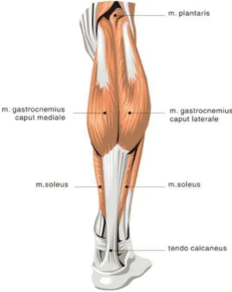 Gambar 2.5 Grup Otot Plantar Fleksor Ankle (Watson, 2002) 