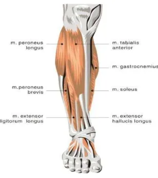 Gambar 2.6 Grup Otot Dorsi Fleksor Ankle (Watson, 2002) 