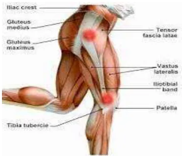 Gambar 2.7 Otot Gluteus Maximus (Watson, 2002) 