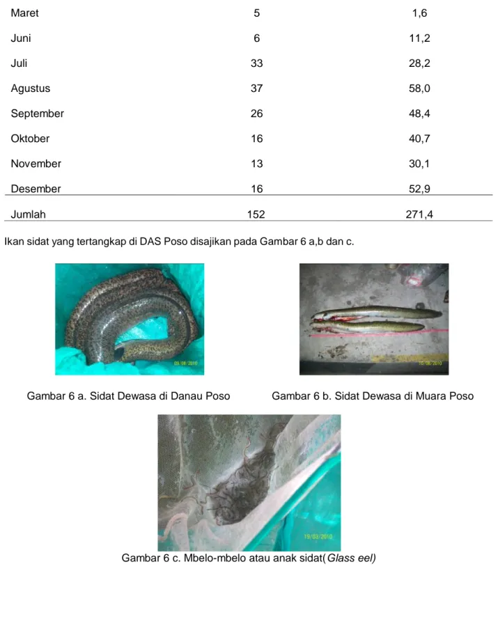 Table 2. Hasil Tangkapan Ikan Sidat bulan Maret-Desember Tahun 2010