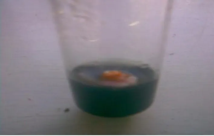 Gambar 1 : Embrio kelapa yang terkontaminasi dengan jamur 