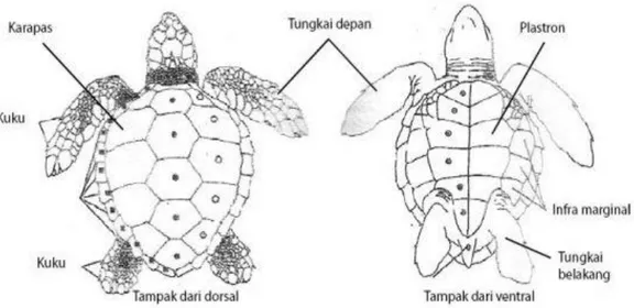 Gambar 2.1 Bagian-Bagian Tubuh Penyu. 21