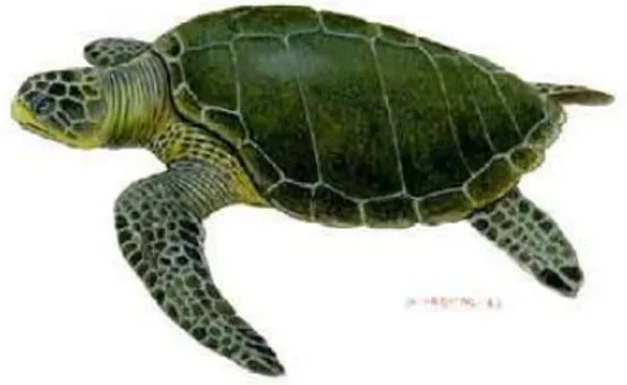 Gambar 2.2 Penyu lekang (Lepidochelys olivacea). 23