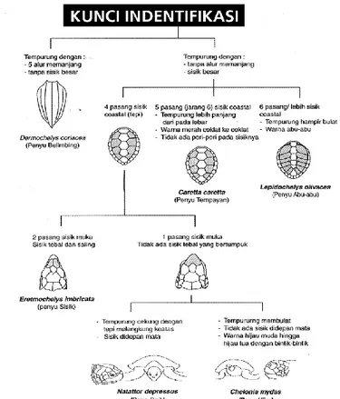 Gambar 2.5 Kunci Identifikasi Jenis Penyu Berdasarkan Ciri-Ciri  Morfologi. 29