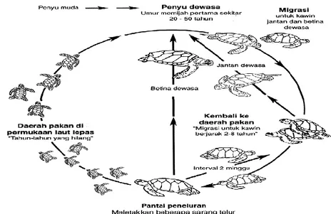 Gambar 2.6 Siklus Hidup Penyu Lekang (Lepidochelys olivacea). 37