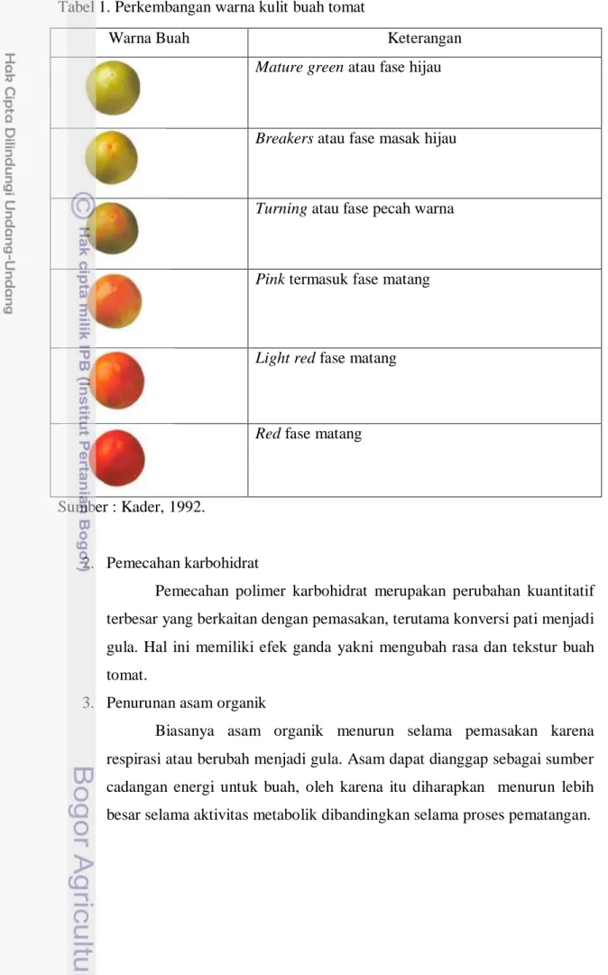 Tabel 1. Perkembangan warna kulit buah tomat 