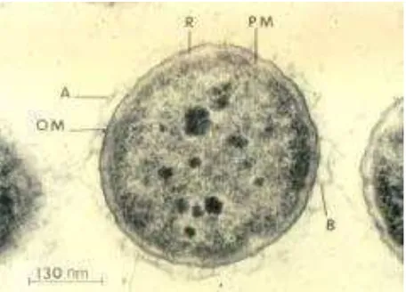 Gambar 3. Aeromonas salmonicida  (Sumber: Cipriano and Bullock, 2001) 