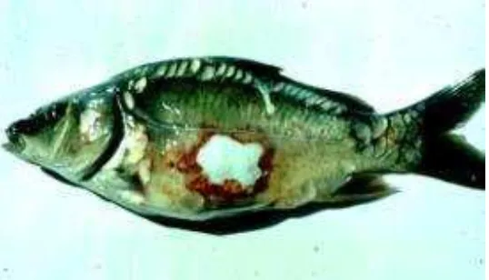 Gambar 4. Ikan Mas yang Terserang Bakteri  A. salmonicida (Sumber: Cipriano and Bullock, 2001) 