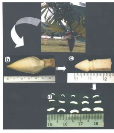Figure 1: Preparation of immature male flowers for callus initiation (a) in cultivar Nangka, with the bracts removed until the inflorescence size reached + 5 cm (b), + 1 cm (c) and (d) flower clusters ranging from (1-15)