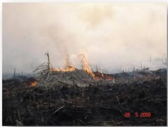 Gambar 2. Pembakaran jerami setelah panen oleh petani 