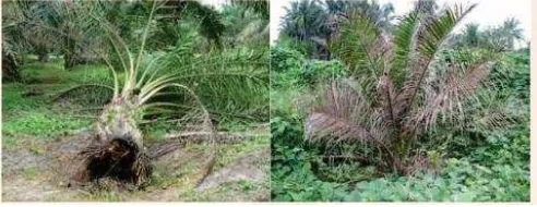Gambar 2. Gejala umum kelapa sawit yang terserang Ganoderma boninense (Susanto, 2011) 