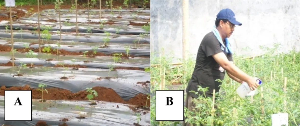 Gambar 8. Bibit tanaman tomat umur 14 HST yang telah dipindahkan ke lahan (A), Penyemprotan larutan MOL (B).
