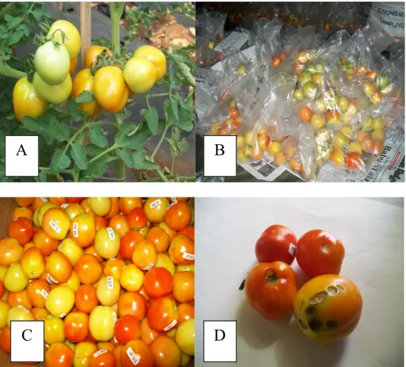 Gambar 9. Buah tomat siap panen (A), Buah tomat yang telah di panen (B), Buah tomat yang layak jual (C), Buah tomat yang tidak layak jual (D).