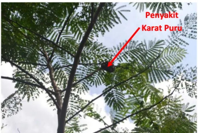 Gambar 1. Karat Puru yang Menyerang Pohon Sengon Hutan Rakyat di Kab. Majalengka (Foto :